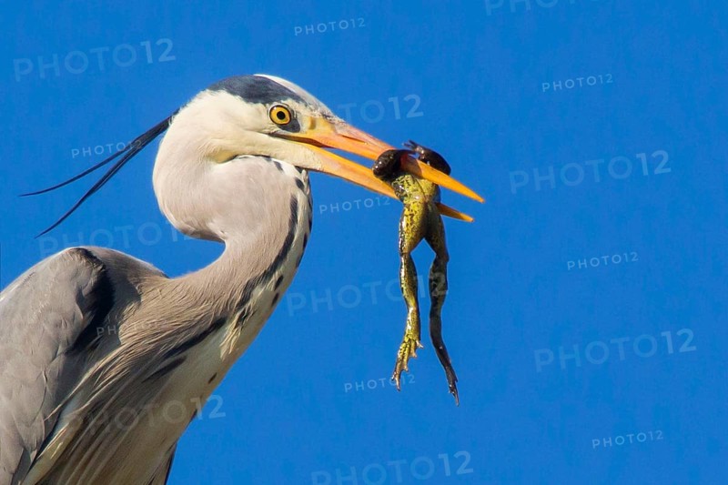 Grey heron with frog
