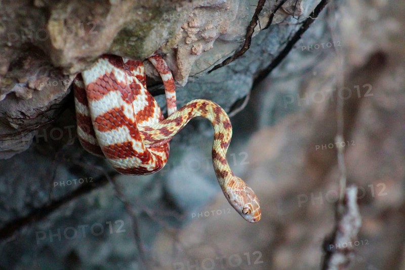 Brown Night Tree Snake