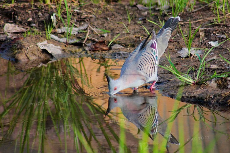 Crested Pigeon