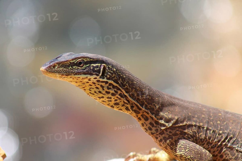 Gould's monitor lizard