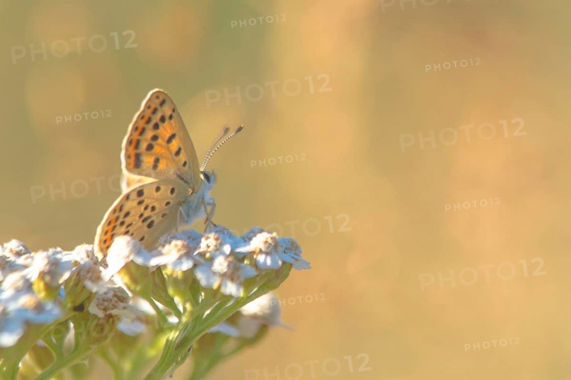 Brown fire butterfly
