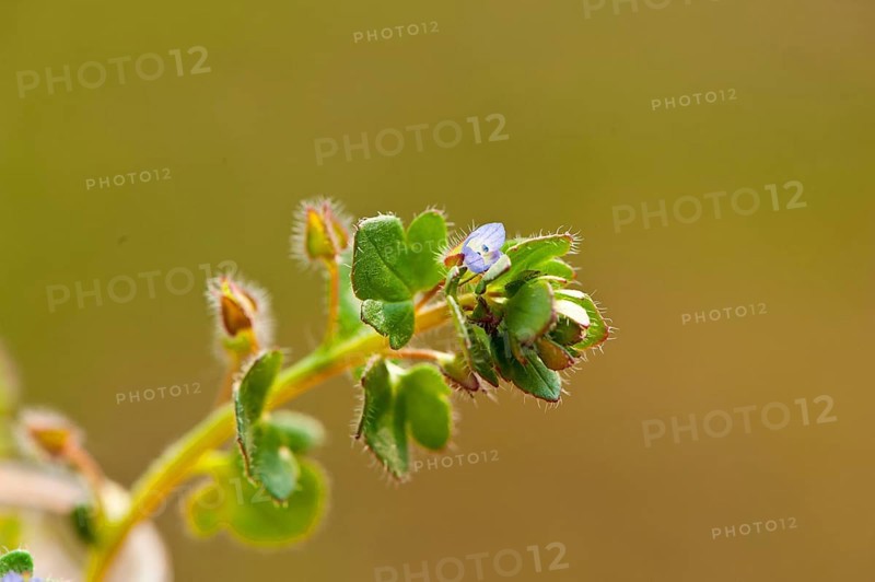 Ivy Speedwell