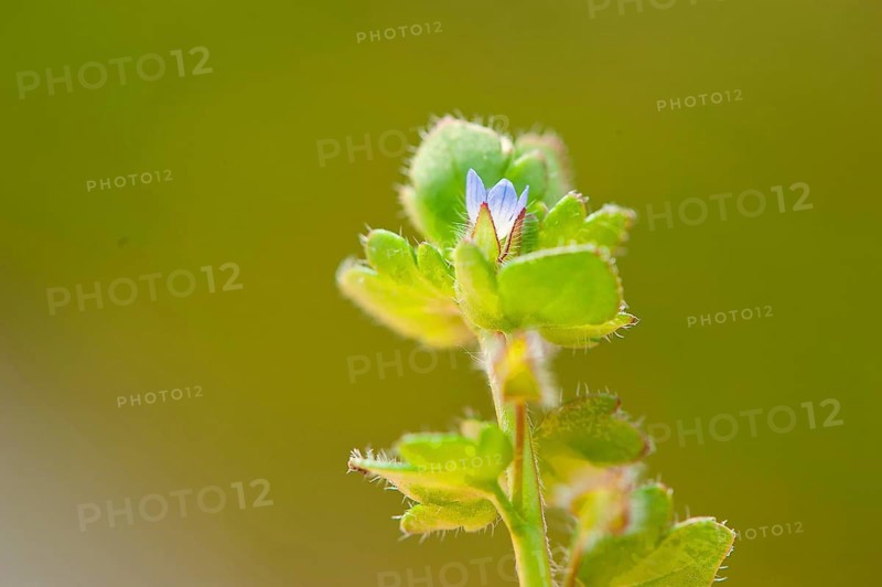 Ivy Speedwell