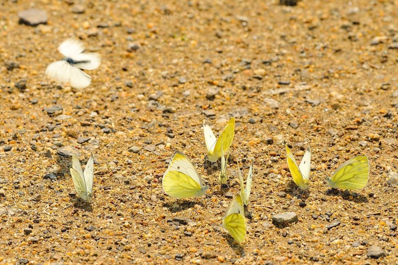 Small cabbage white butterfly