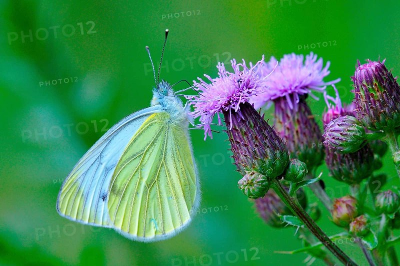Green-veined White