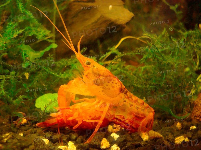 Orange Dwarf Crayfish