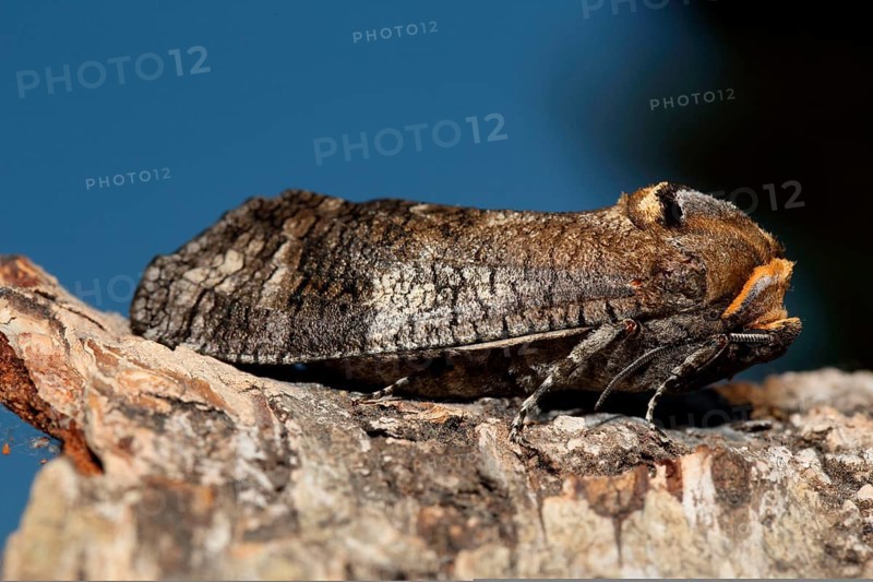 Willow borer