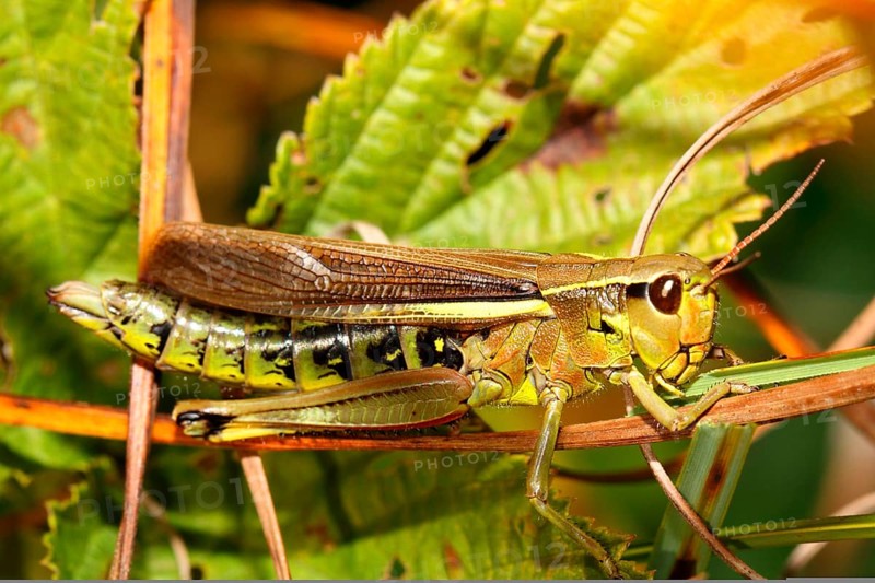 Swamp cricket