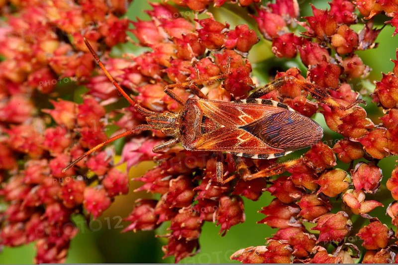 American pine bug