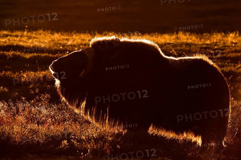 Musk Ox