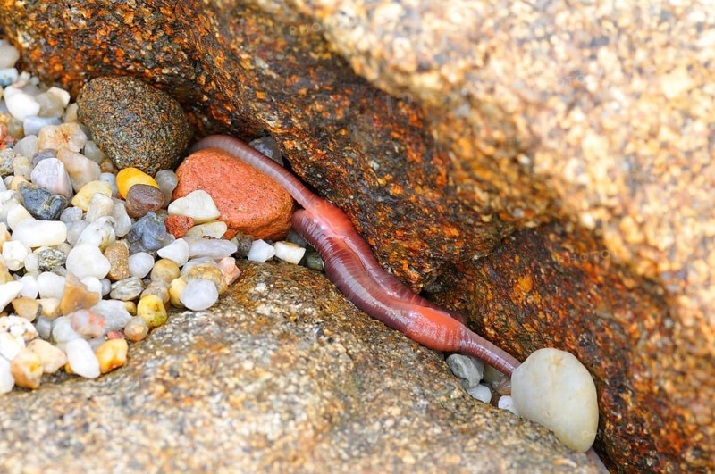 Reddish worm