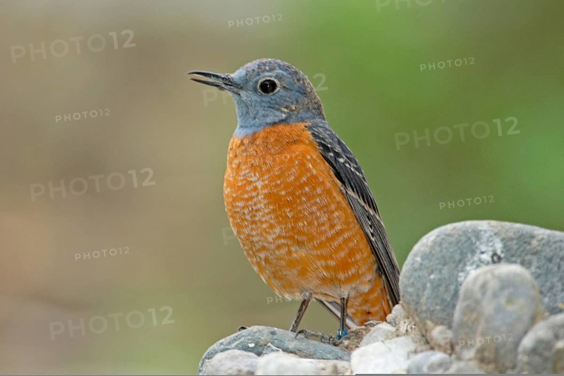 Common Skirt Thrush