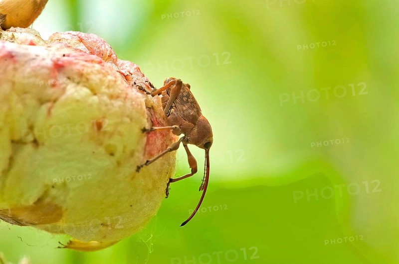 Acorn borer