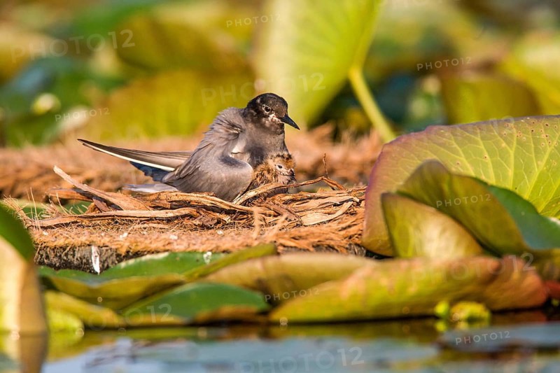 Black Tern