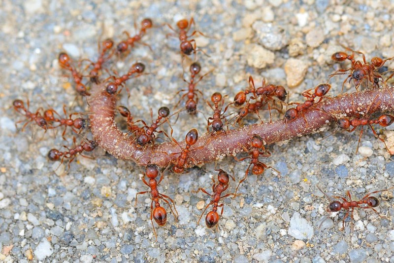 Lawn ants