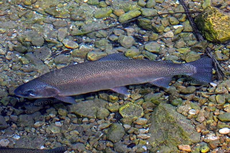 Brown trout