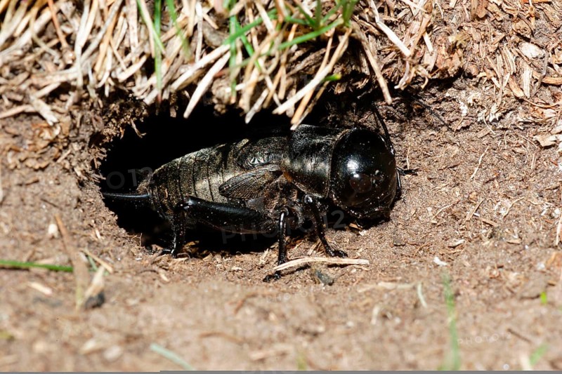 Field Cricket