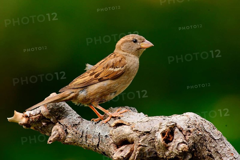 House sparrow