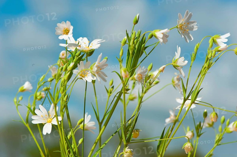 Stitchwort