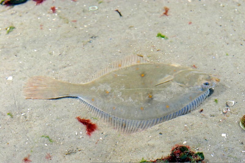 European flounder