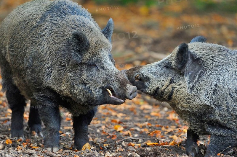 Wild boar