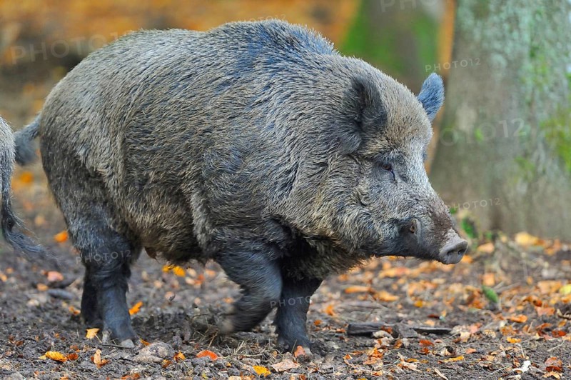 Wild boar