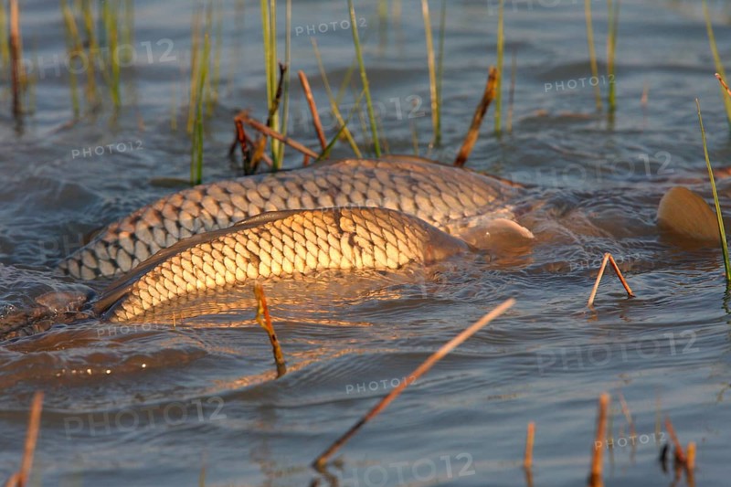 Carp