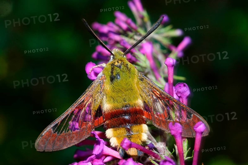 Bumblebee Hawk