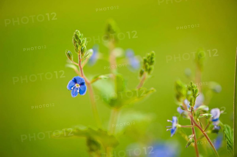 Gamander Speedwell