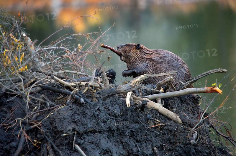 Canada beaver
