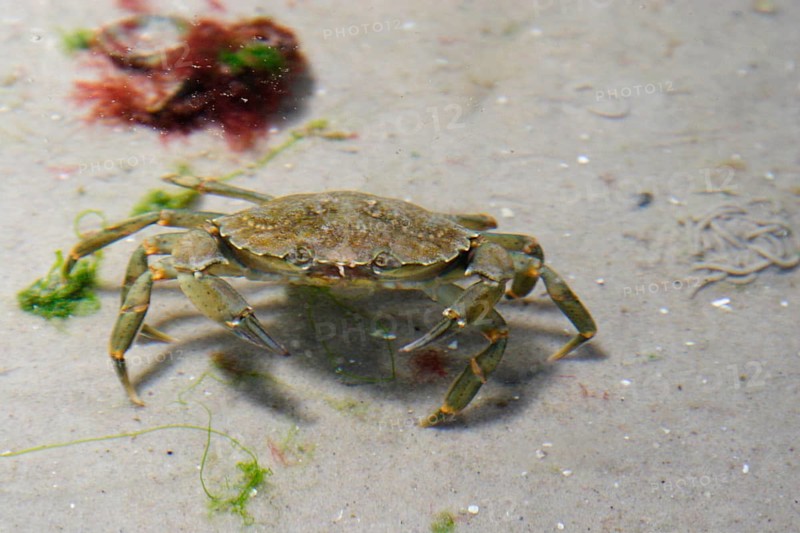 Common shore crab