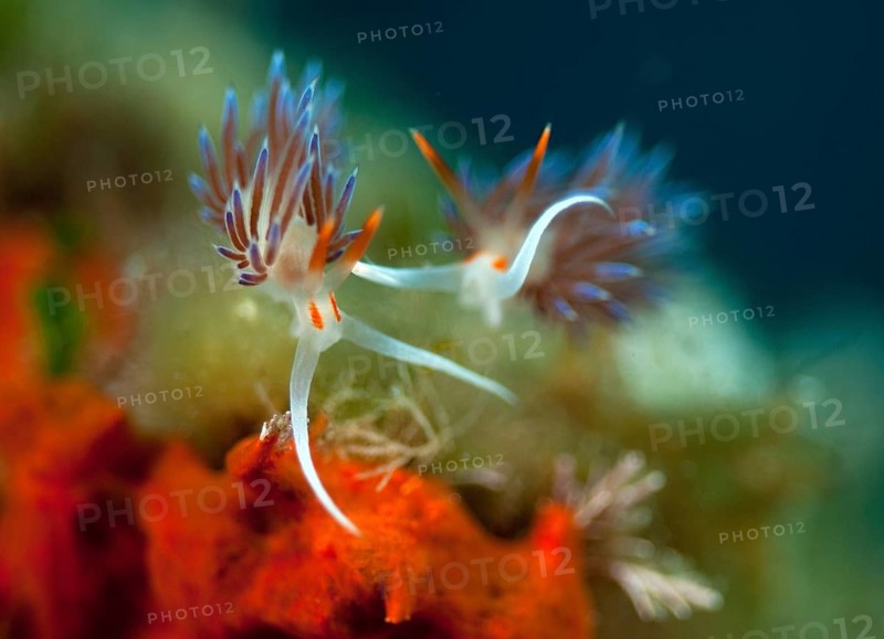 Wandering thread snail