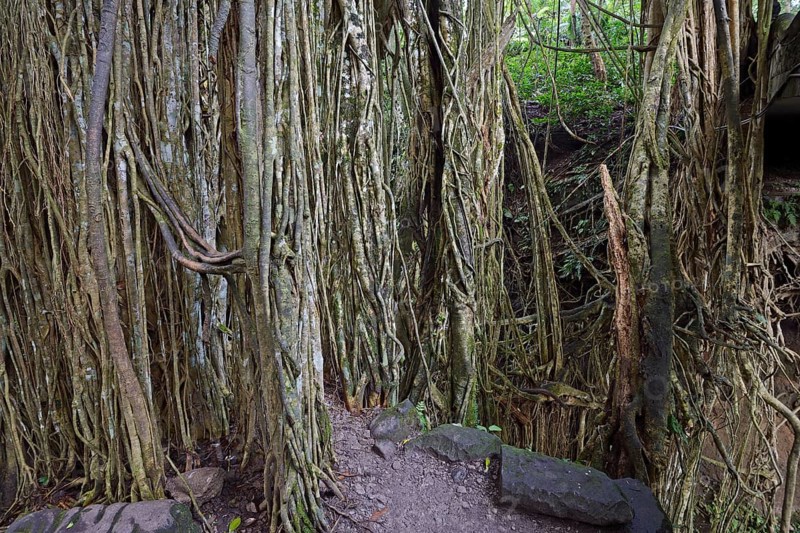 Aerial roots of a ficus