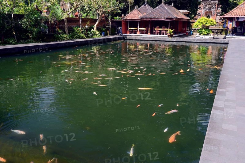 Large pond with perch and koi carp