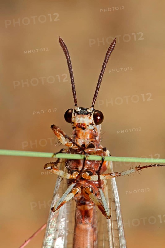 Large Ant Damselfly