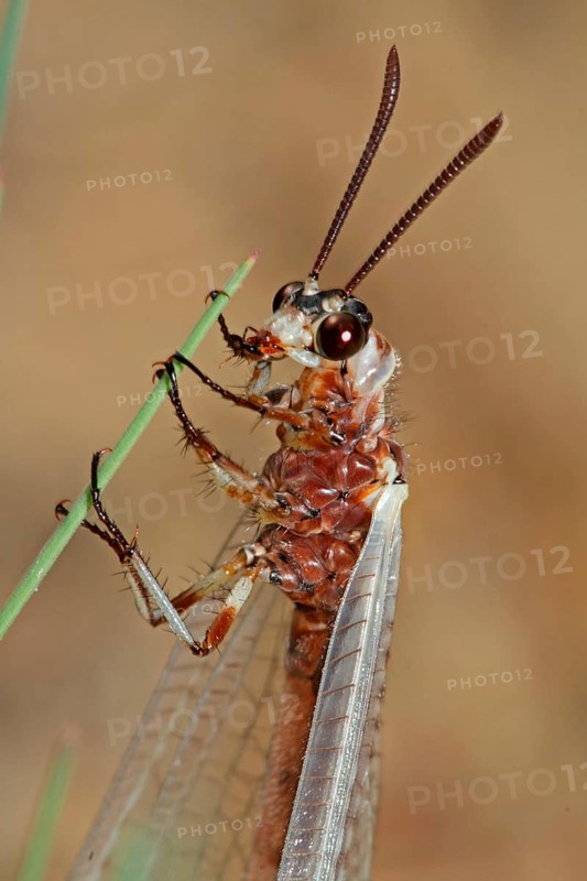 Large Ant Damselfly
