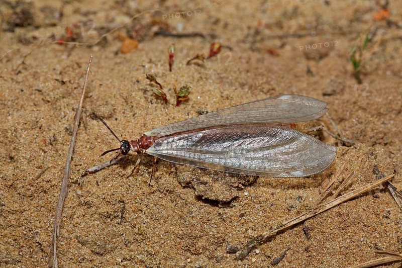 Large Ant Damselfly