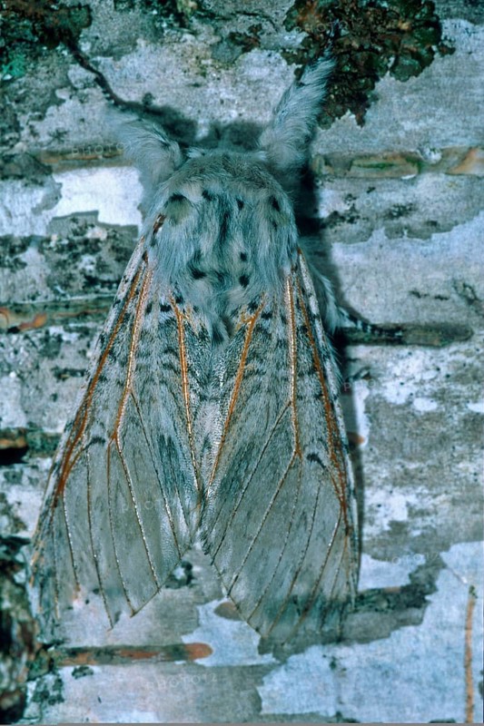 Greater fork tail