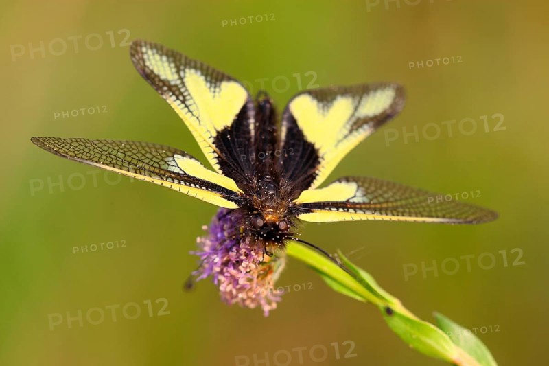 Dragonfly Butterflyhaft