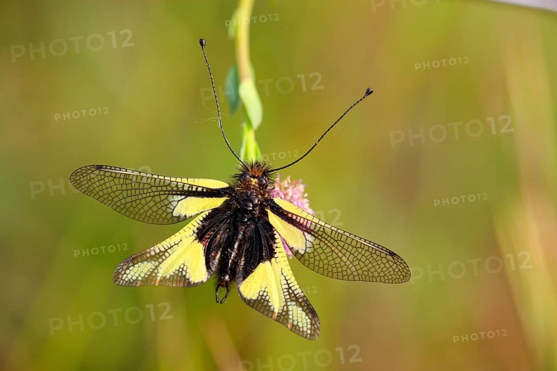 Dragonfly Butterflyhaft