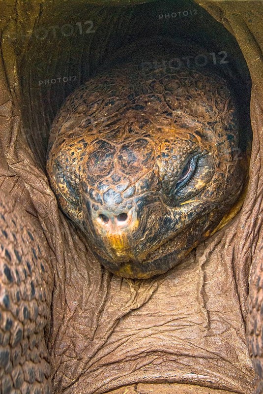 Galapagos giant tortoise