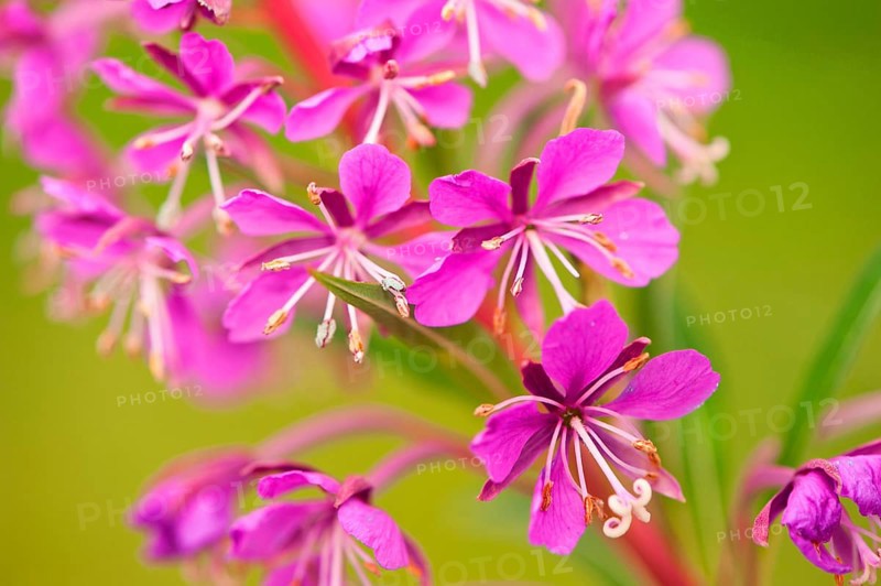 Narrow-leaved willowherb