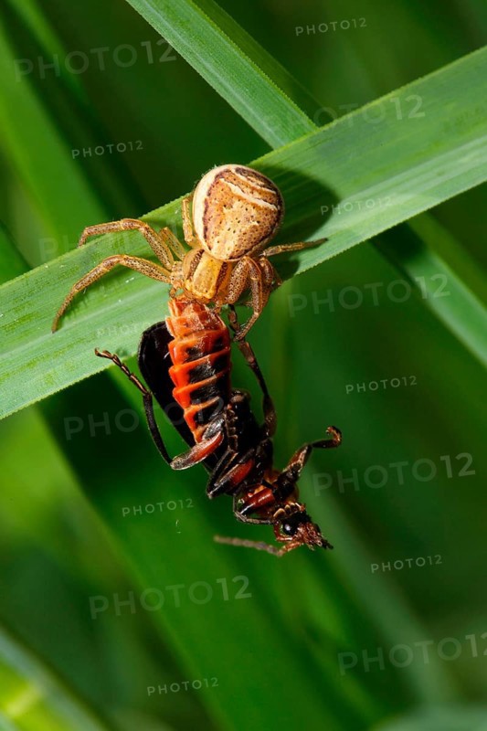 Swamp crab spider