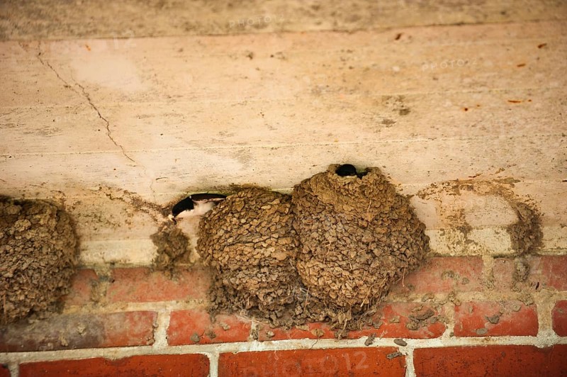 House Martin