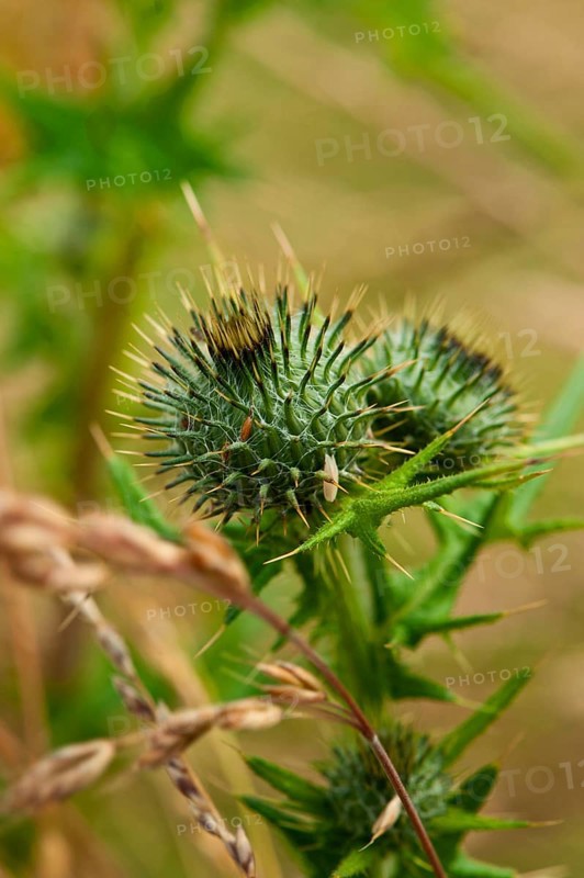 Common Thistle