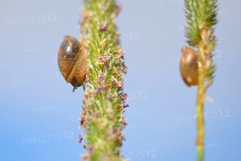 Common Amber Snail