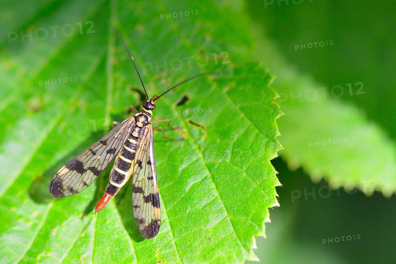 Scorpion fly