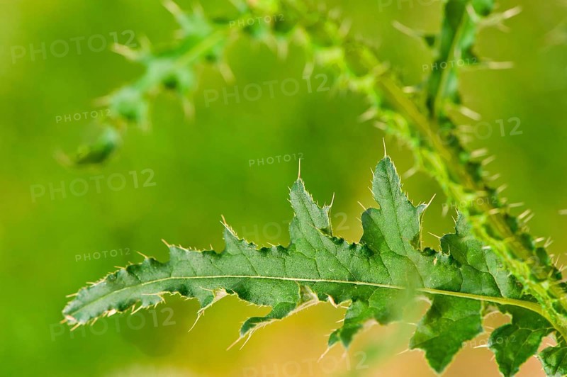 Spear Thistle