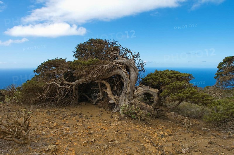 Phoenician Juniper