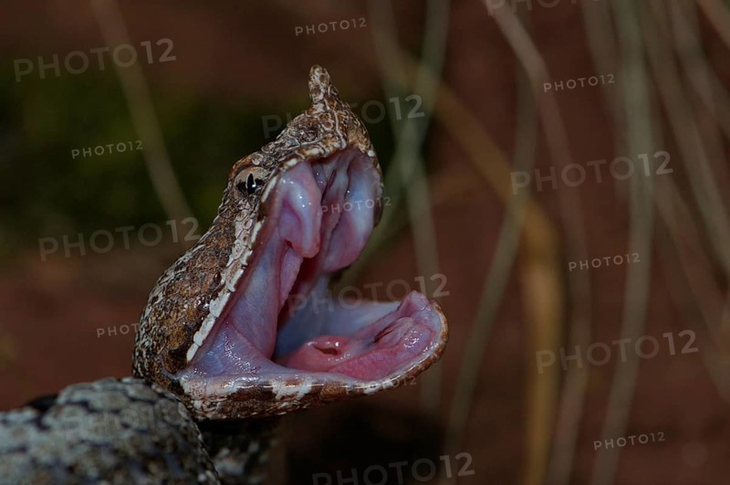 Nose horned viper